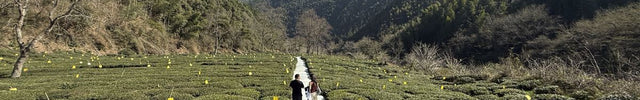 Balade dans les plantations de Xinanyuan